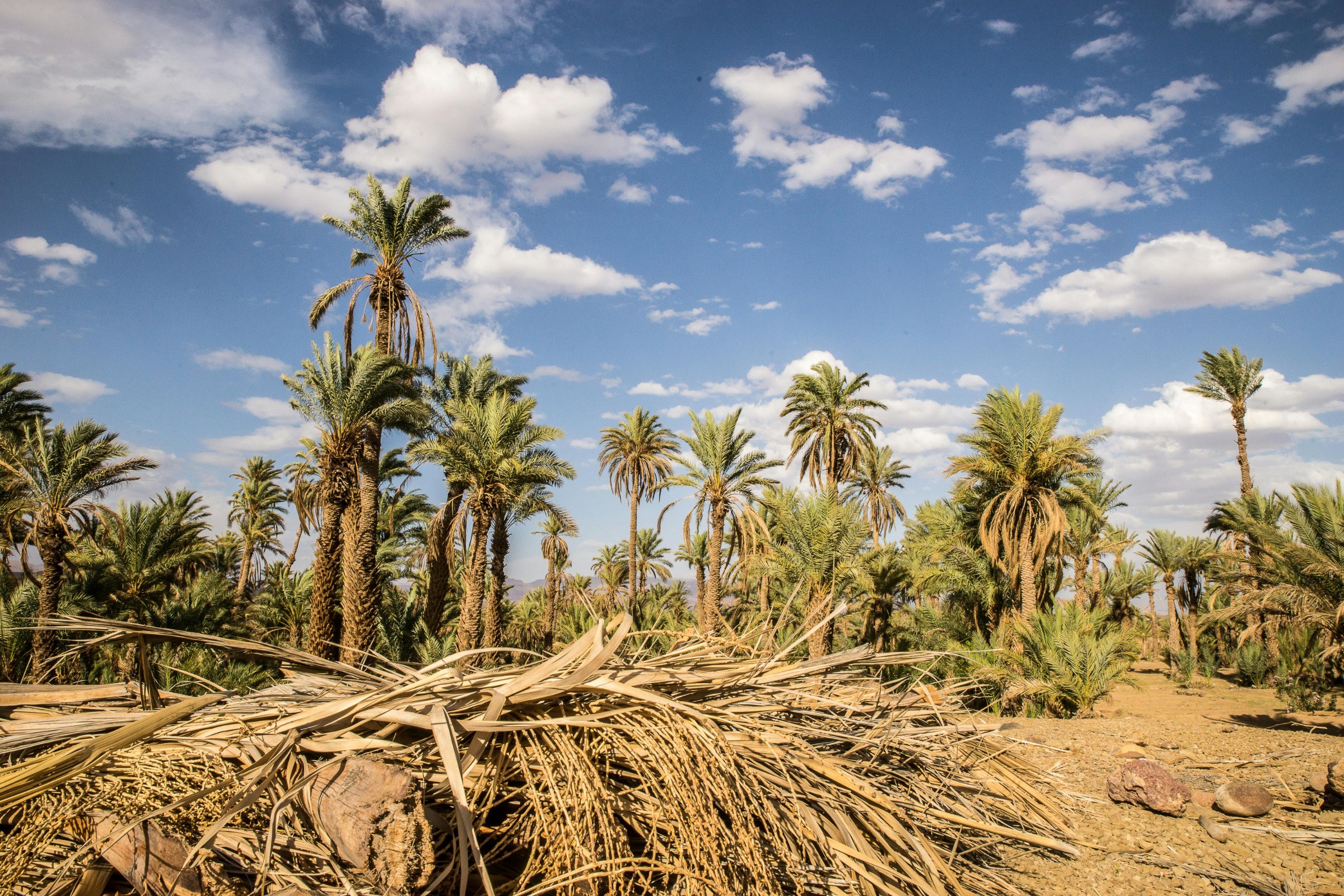 Skoura palm grove and kasbah-style guesthouse in southern Morocco, with oasis landscapes and traditional architecture.