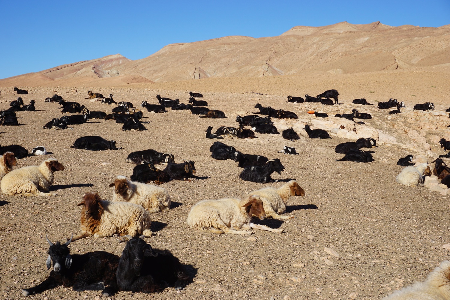 Trekking along Jebel Riguit toward Aït Youl and the Dadès Valley, with mountain paths, red cliffs and southern Morocco scenery.