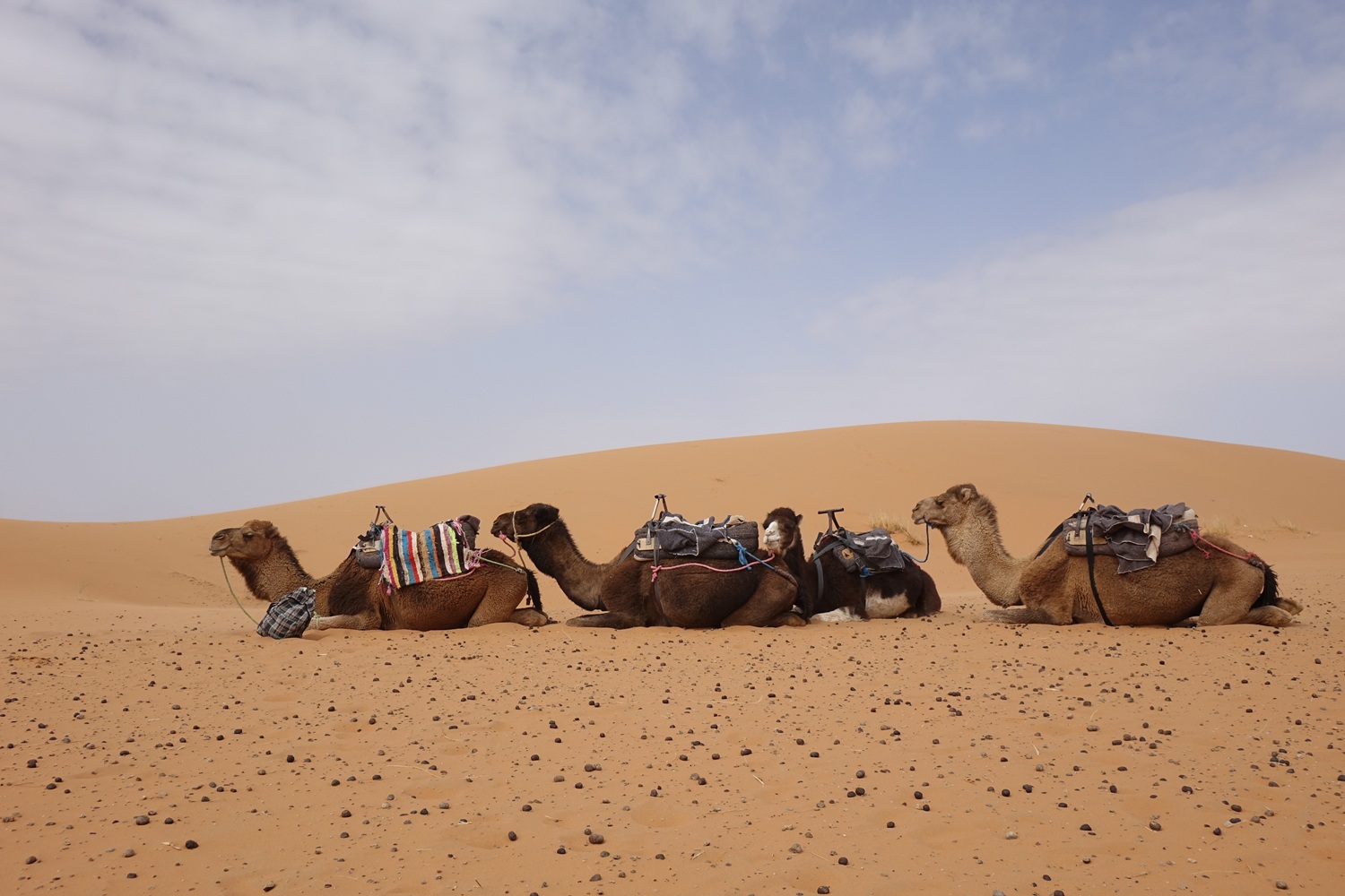 Transfer from the High Atlas to Merzouga, crossing southern Morocco landscapes before reaching the Erg Chebbi Sahara dunes.