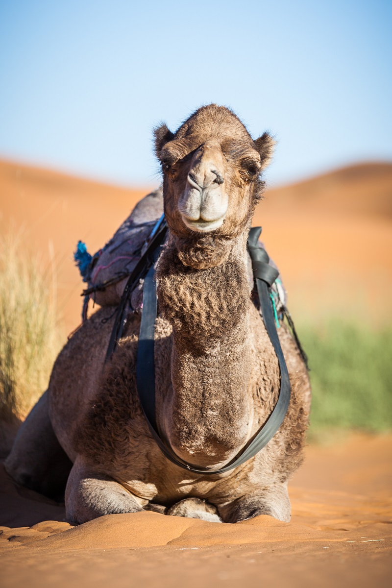 Travel in Sahara Desert with authentic local insight